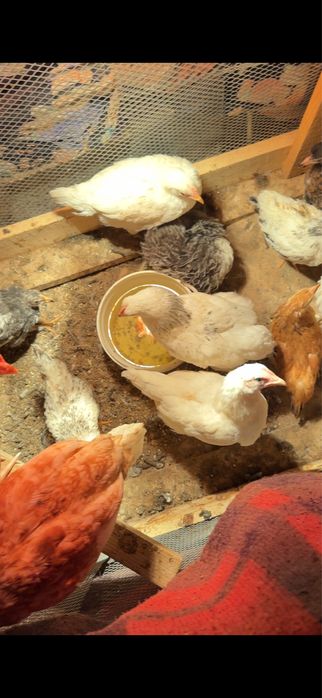 Балпандар 2-3 аилық 3000 тг