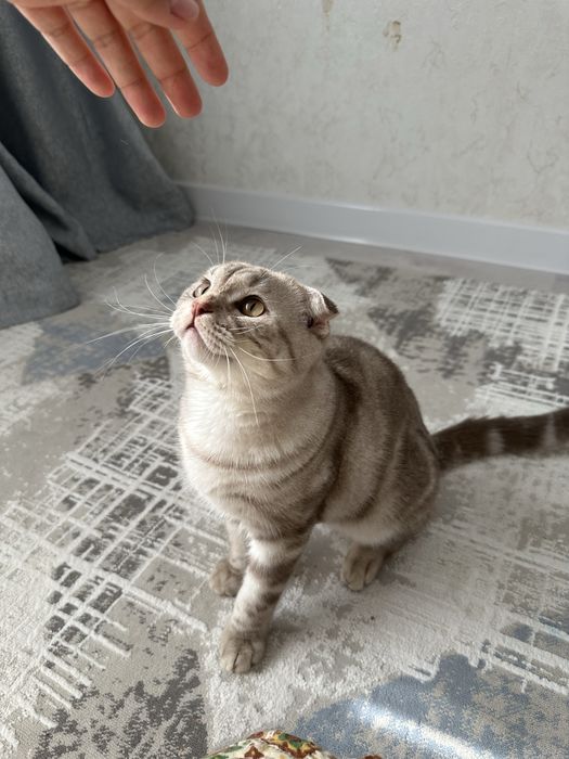 Вислоухий кот продам
