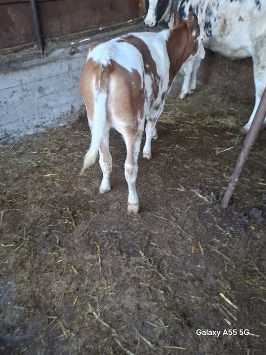 Vand vitele bălțate