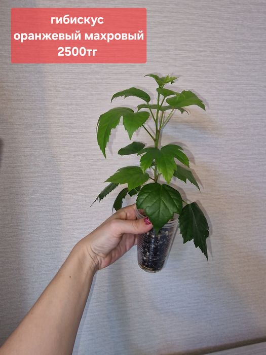 Продам комнатные растения