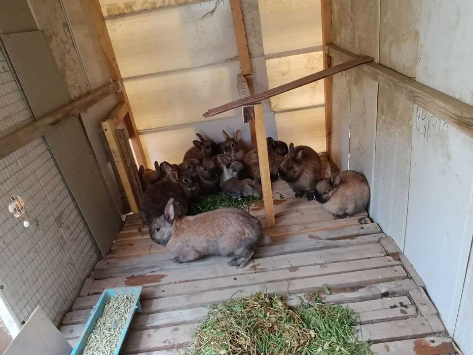 Karlik quyonlar sotiladi optom