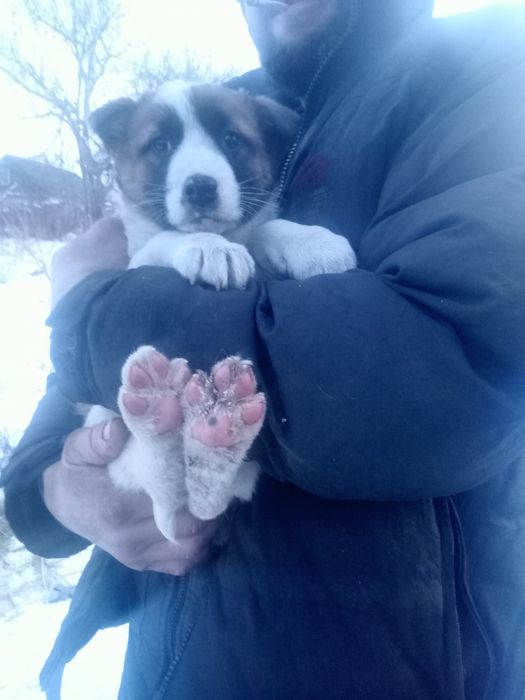 Очаровательные щенята