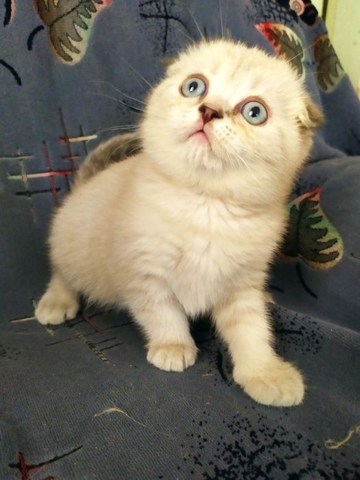 Шотландский кот вязка