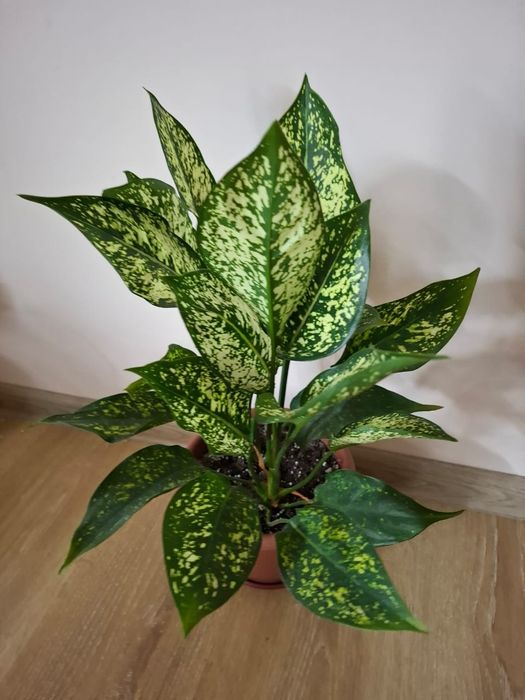 Растение аглаонема