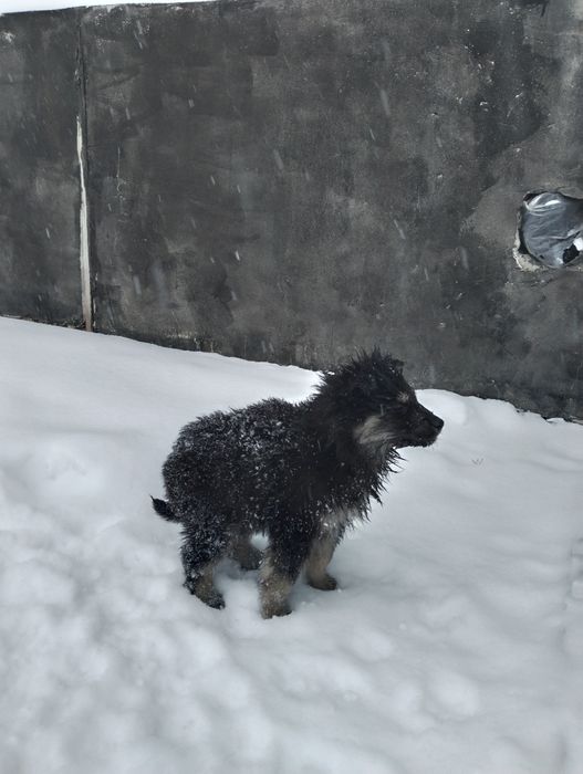 Отдам щенят 3-х месячных