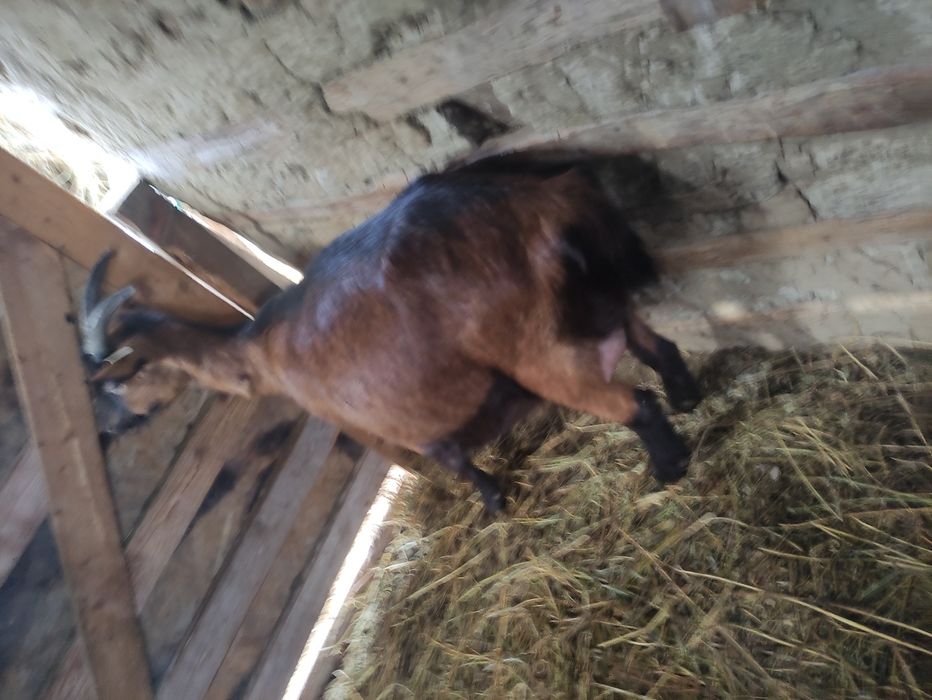 Capră Alpină Franceza