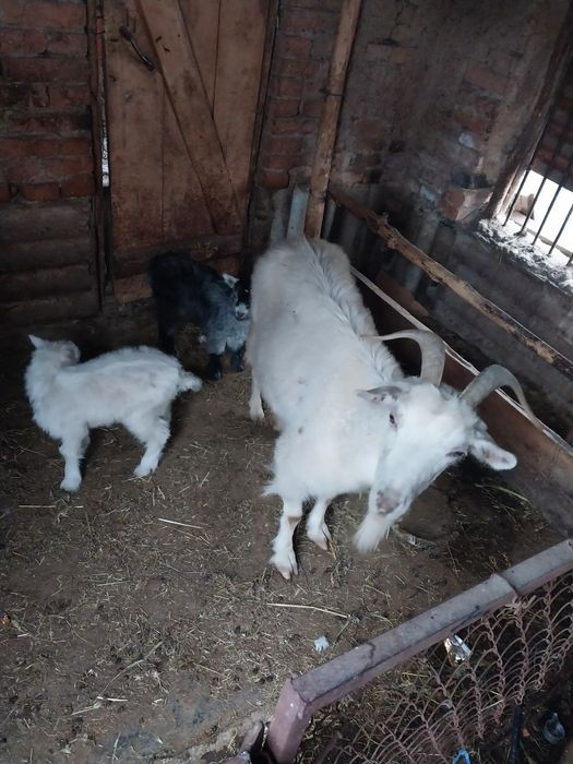 Прадам хорошую казу