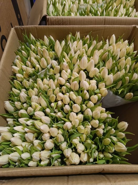 Тюльпаны оптом...