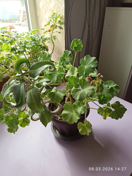 Пеларгонии, герани продам