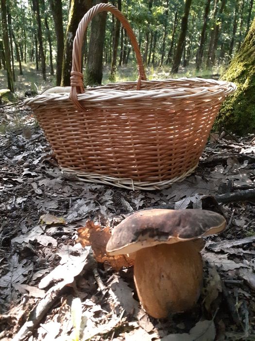 Vand manatarci ( hribi / boletus )