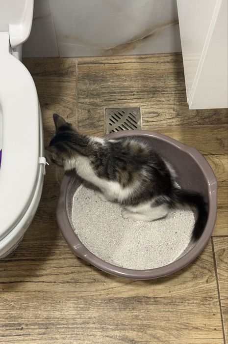*СПЕШНО* Мъжки котарак търси своя дом 3 месечно