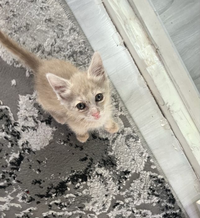 Отдаем котенка в добрые руки бесплатно