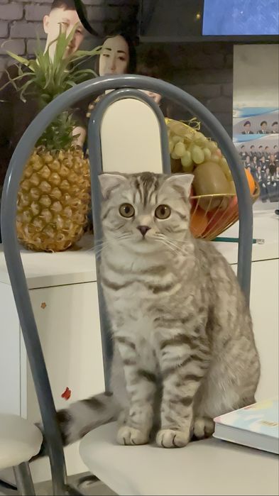 Кошечка приглашает кота для вязки