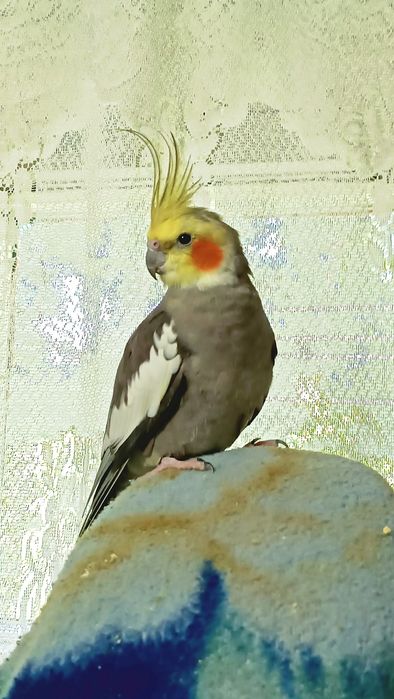 Корелл самец 5лет