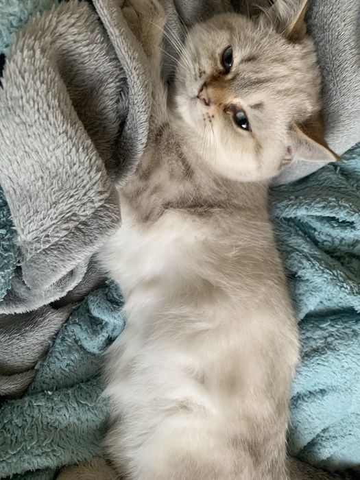 Британская шиншилла мальчик, 5 месяцев