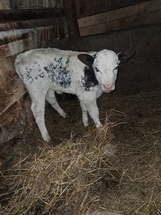 Vând vacă de 6 ani cu vițea