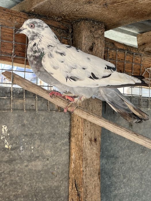 Кептер бар барник 2500 парник жок 1000