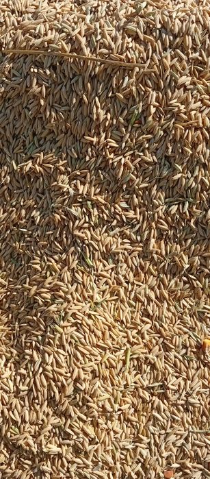 ‼️Sholi lazer sholi bor ‼️