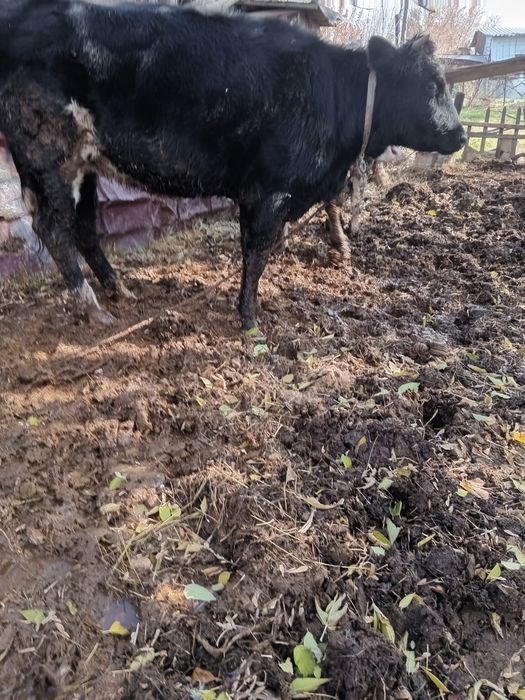 Коровы и быки,ухоженные