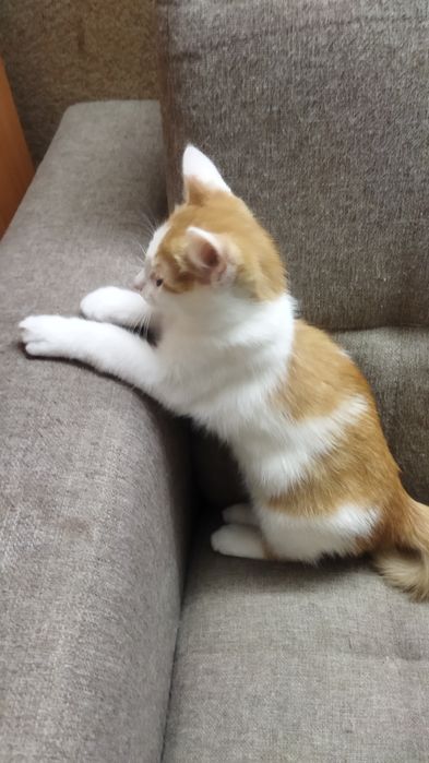 Котята игривые...