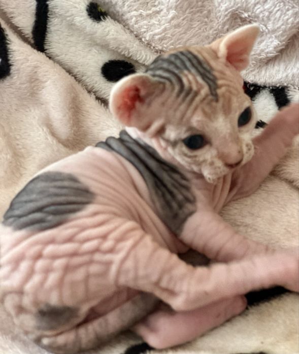 Котята канадского сфинкса