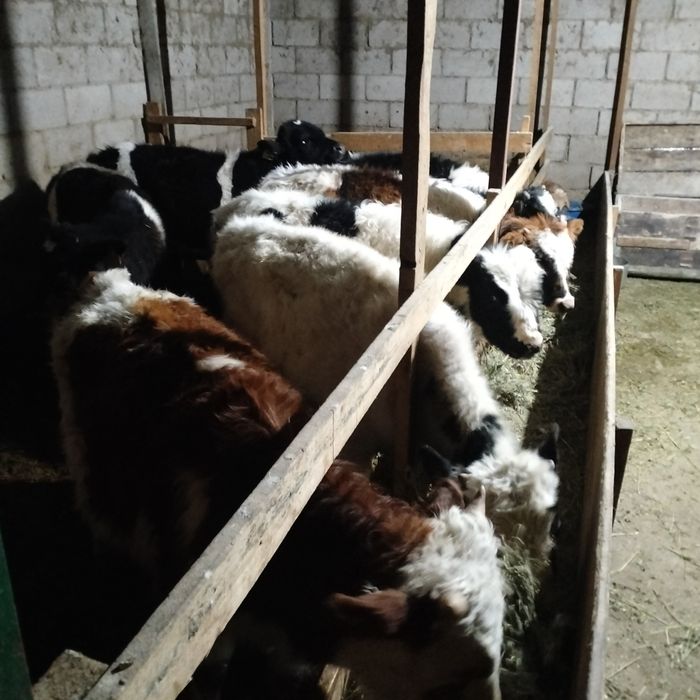 Быки . бука .  бычок  .