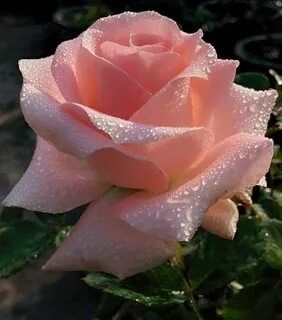 Продам розы, хосты