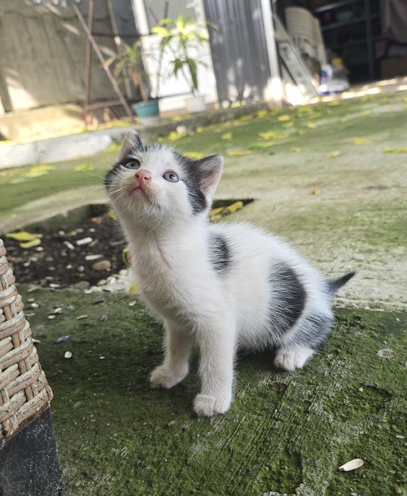 Pisoi spre adopție