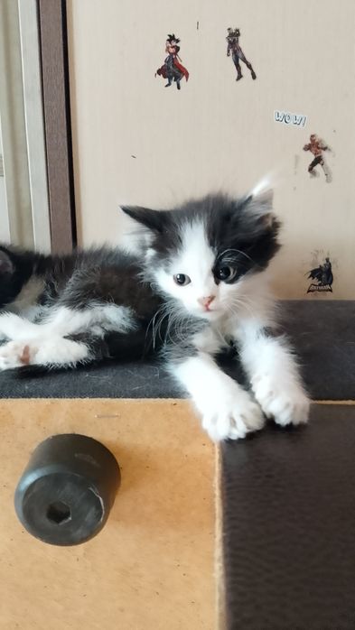 Котята бесплатно