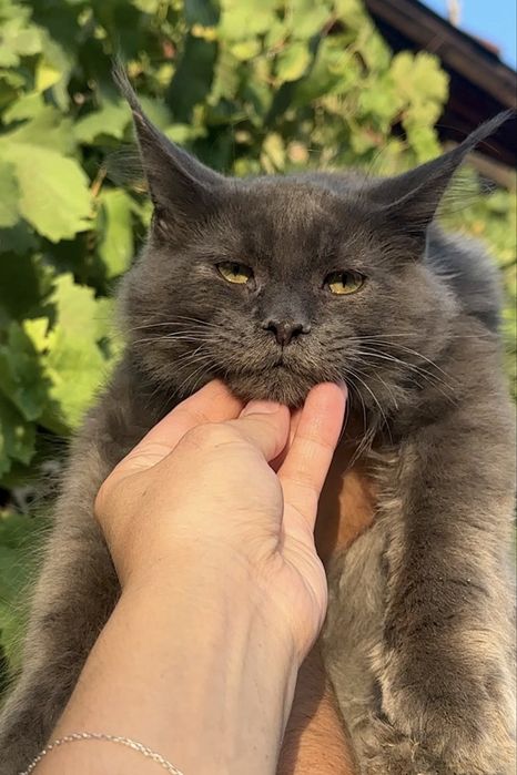 Мейн-Кун котенок мальчик