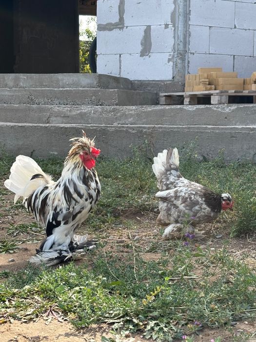 Японский куры,бентамки