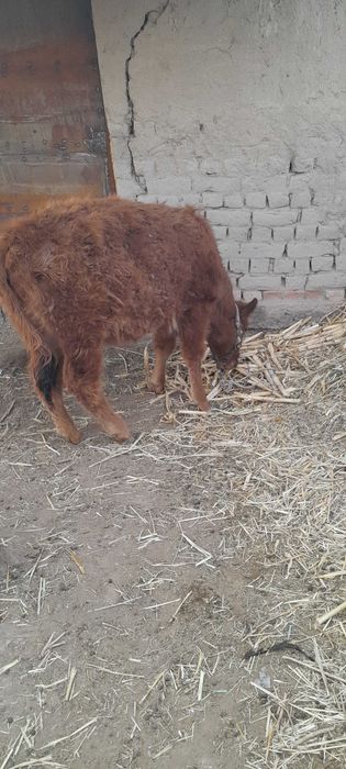 Баспақлар сатылады