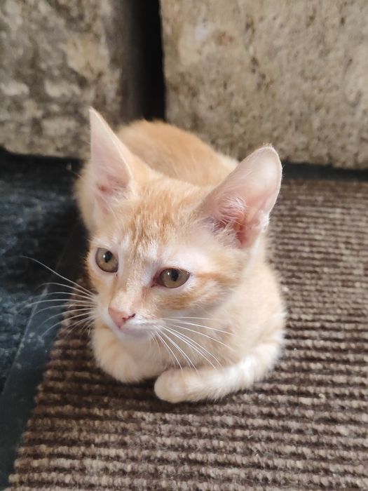 котят мальчик ищут дом