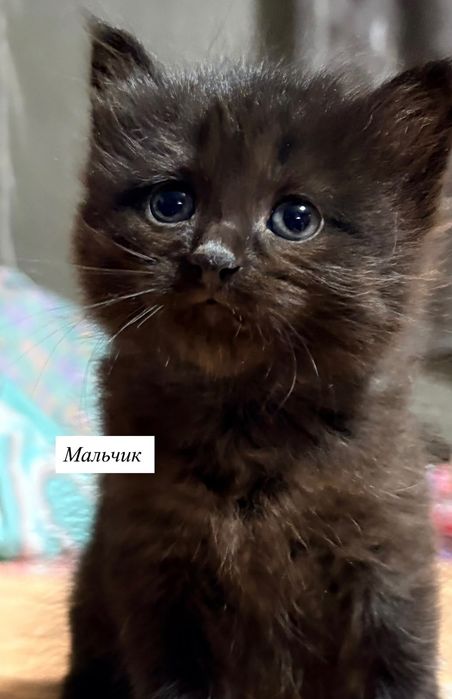 Отдам котят бесплатно