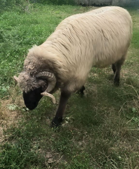Berbec   bucălău