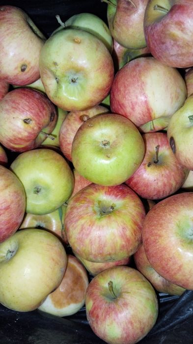 Продам яблоки крупные сладкие