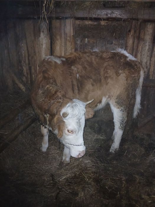 Vând juninca de tinut