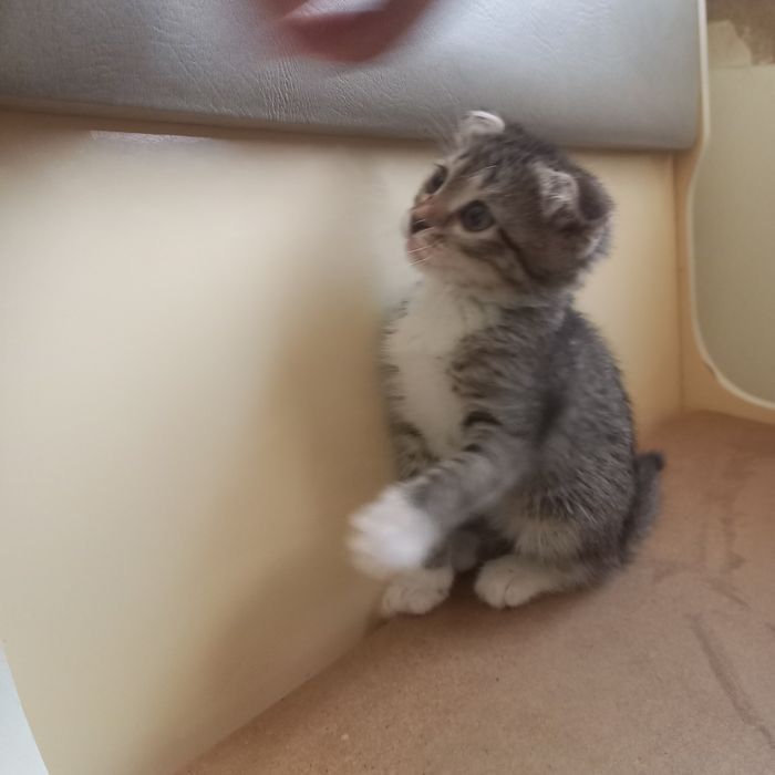 Вислоухий котёнок 1,5 месяц
