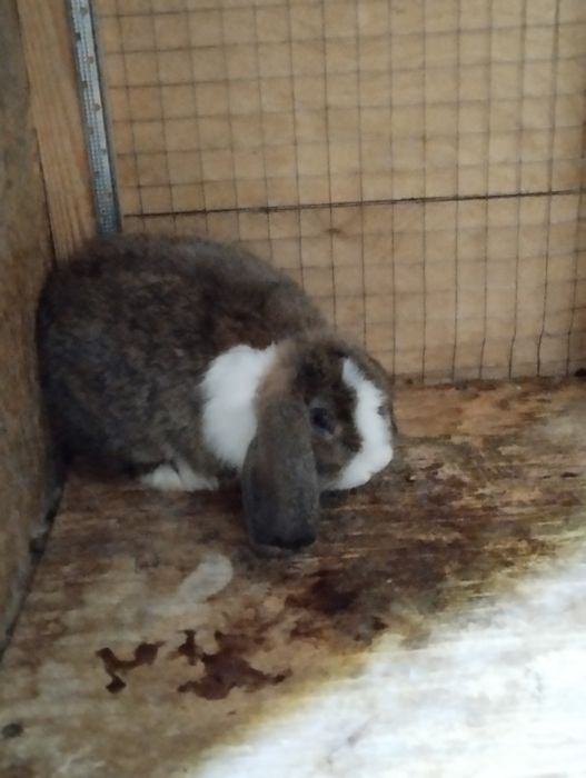 Сотилади куенлар минилоп сплит