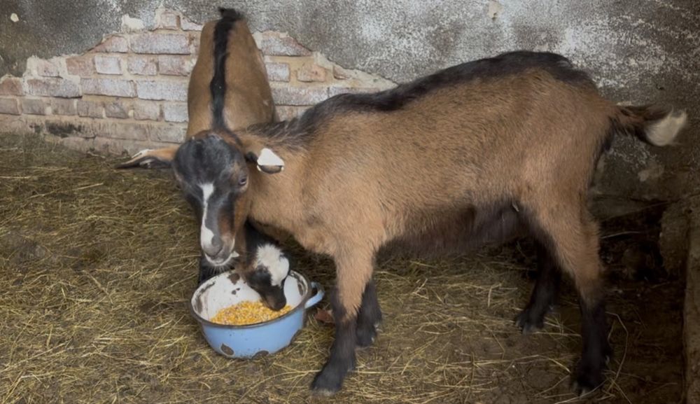 Tapi alpini  francezi