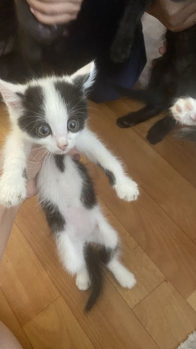 Котенку бесплотно отдадим