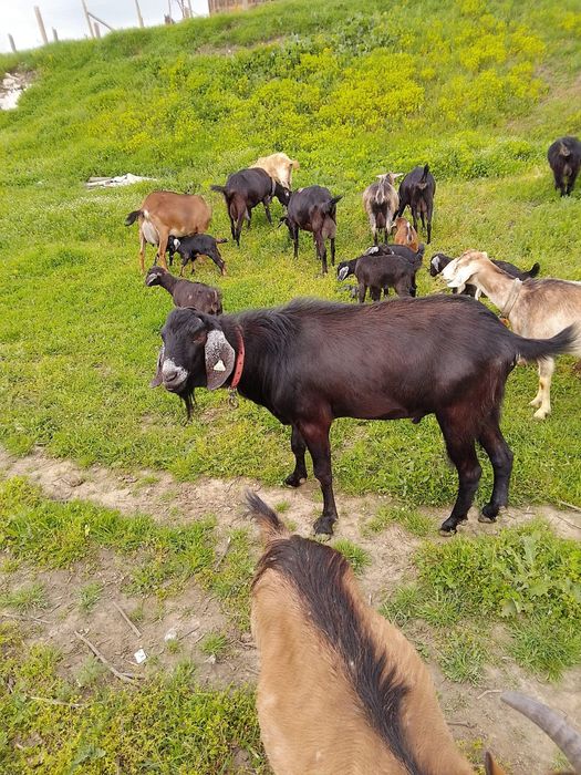 Doua căprițe si un țap