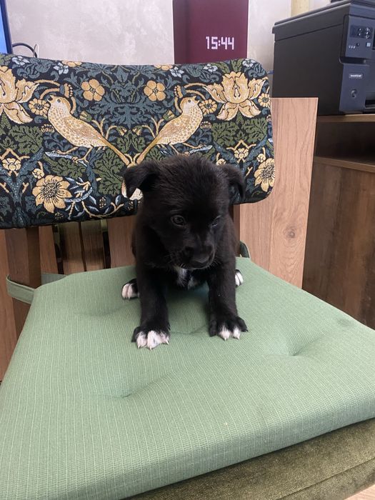 Щенок девочка помесь овчарки