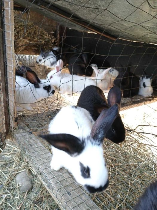 Vând iepurași de casă