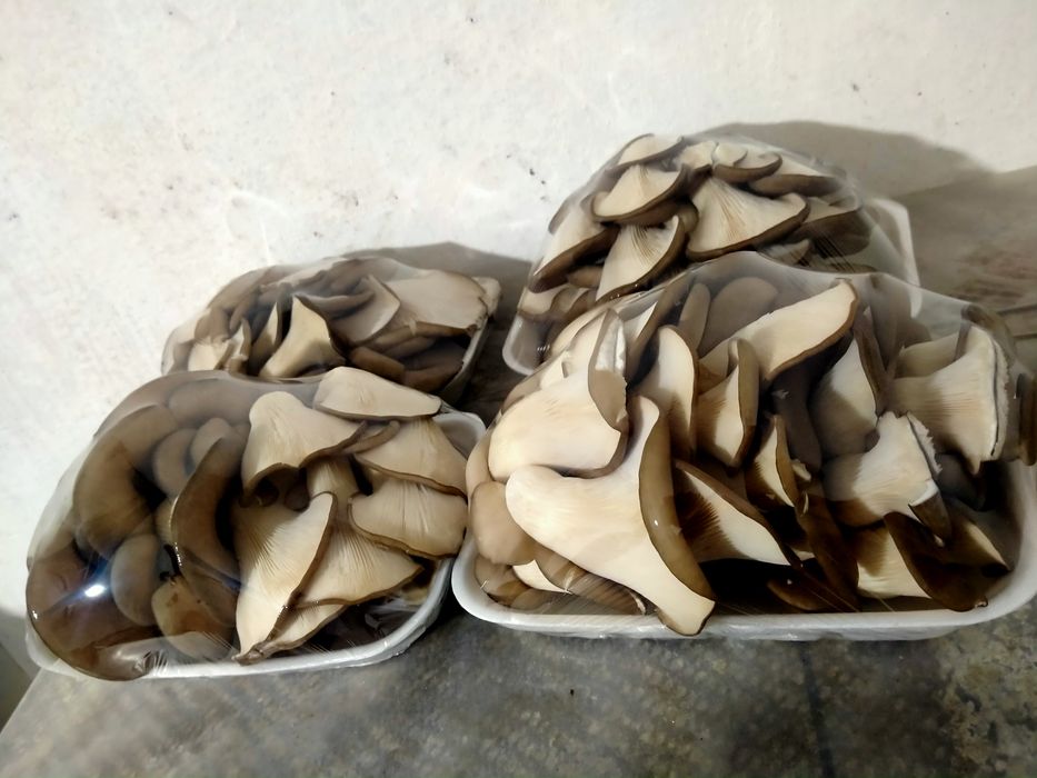 Продам грибы вешенка