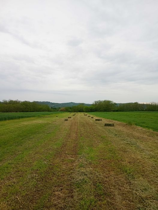 Baloți lucernă.