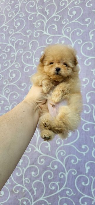 Мальтипу Ф_1 шикарный мальчик