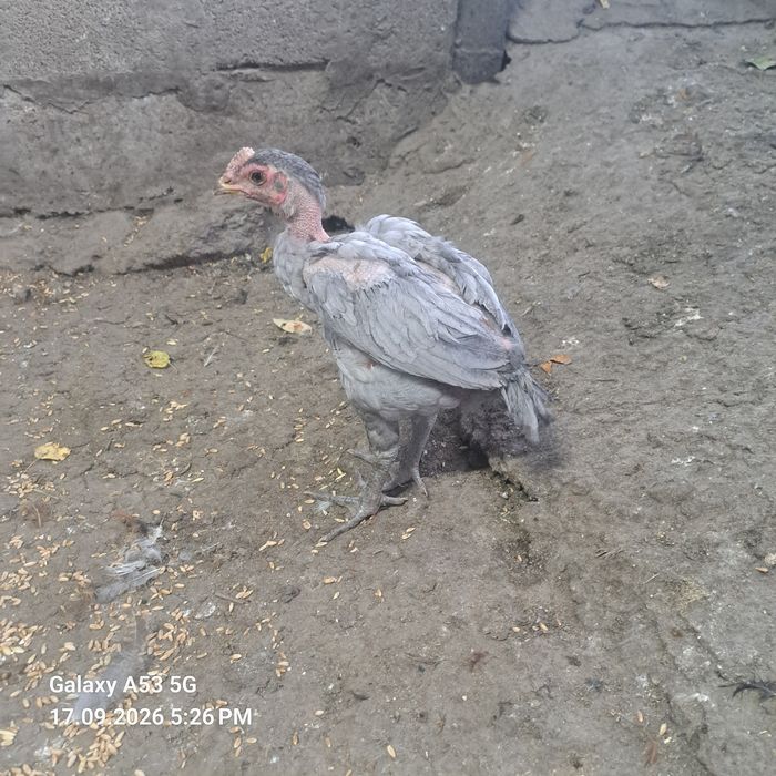 Продам 2 чолпана