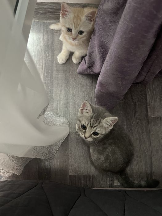 шотландские котята
