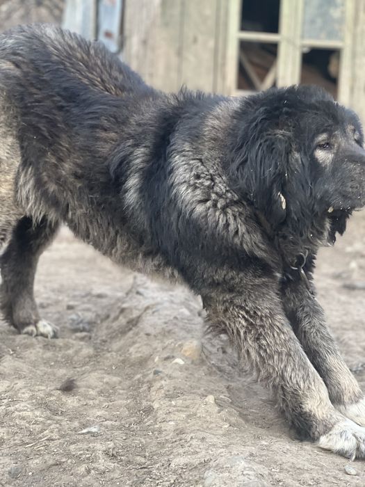 Mascul Ciobanesc Caucazian